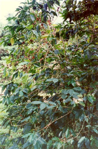 Coffee Tree Growing in Boquete