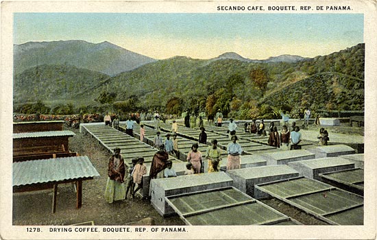 Drying Coffee in Boquete